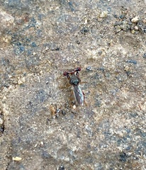 Sphyracephala beccarii