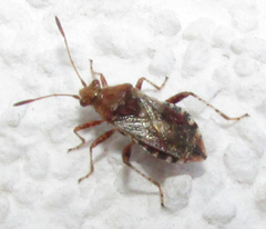 Heteroptera
