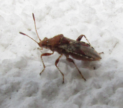 Heteroptera