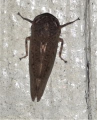 Tartessini