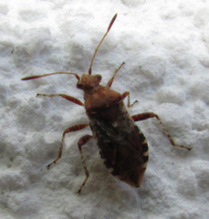 Heteroptera