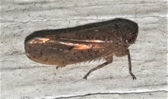 Tartessini