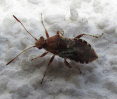 Heteroptera