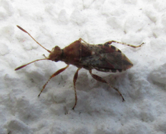 Heteroptera