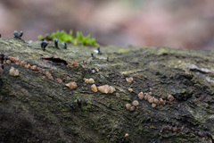 Exidia thuretiana