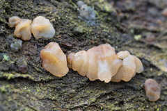 Exidia thuretiana