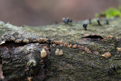 Exidia thuretiana