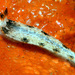 Dermatobranchus fortunatus - Photo (c) uwkwaj, algunos derechos reservados (CC BY-NC), subido por uwkwaj