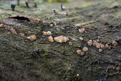 Exidia thuretiana