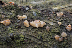 Exidia thuretiana