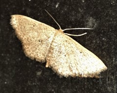 Scopula hypochra