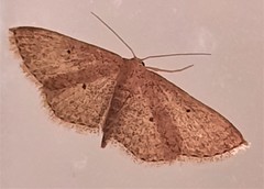 Scopula hypochra