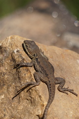 Ctenophorus decresii