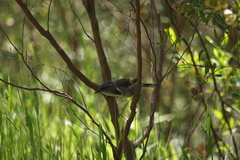 Phylidonyris pyrrhopterus