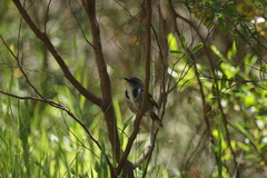 Phylidonyris pyrrhopterus