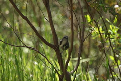 Phylidonyris pyrrhopterus