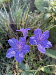 Ruellia occidentalis