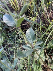 Ruellia occidentalis