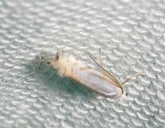 Phyllonorycter lucidicostella