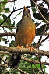 Turdus olivaceus pondoensis