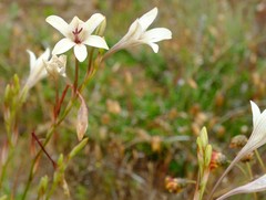 Tritonia pallida
