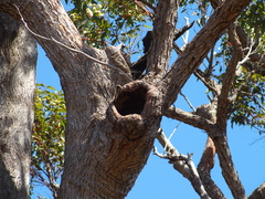 Eucalyptus marginata marginata