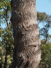 Eucalyptus marginata marginata