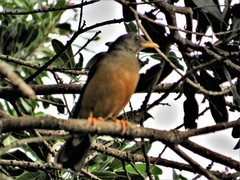 Turdus olivaceus pondoensis