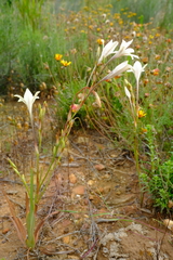 Tritonia pallida