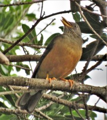 Turdus olivaceus pondoensis