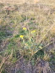 Sisymbrium loeselii