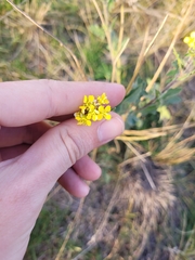 Sisymbrium loeselii