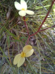 Stylidium acuminatum