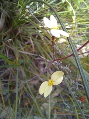 Stylidium acuminatum