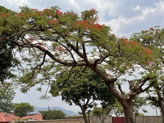 Delonix regia image