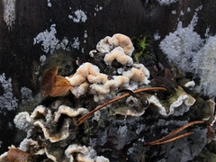 Skeletocutis amorpha