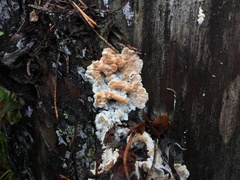 Skeletocutis amorpha