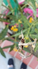 Oncopeltus fasciatus