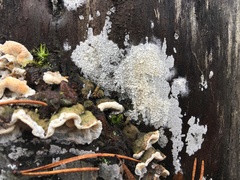 Skeletocutis amorpha