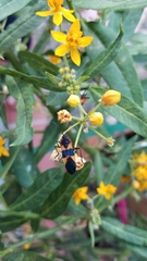 Oncopeltus fasciatus