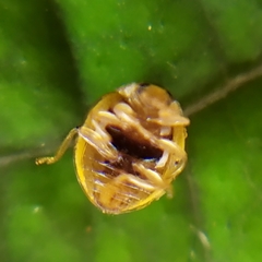 Psyllobora lenta