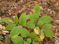 Phytomyza aralivora