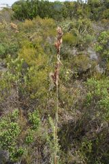 Thamnochortus fruticosus