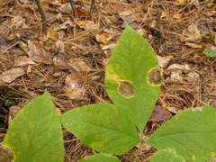 Phytomyza aralivora