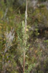Thamnochortus fruticosus
