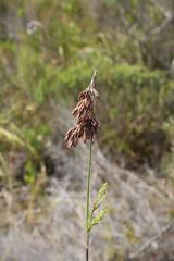 Thamnochortus fruticosus