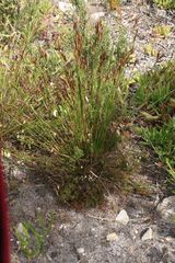 Thamnochortus fruticosus