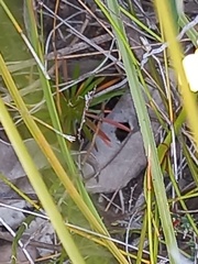 Stylidium acuminatum
