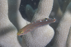 Koumansetta rainfordi