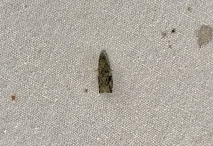 Proteoteras implicata